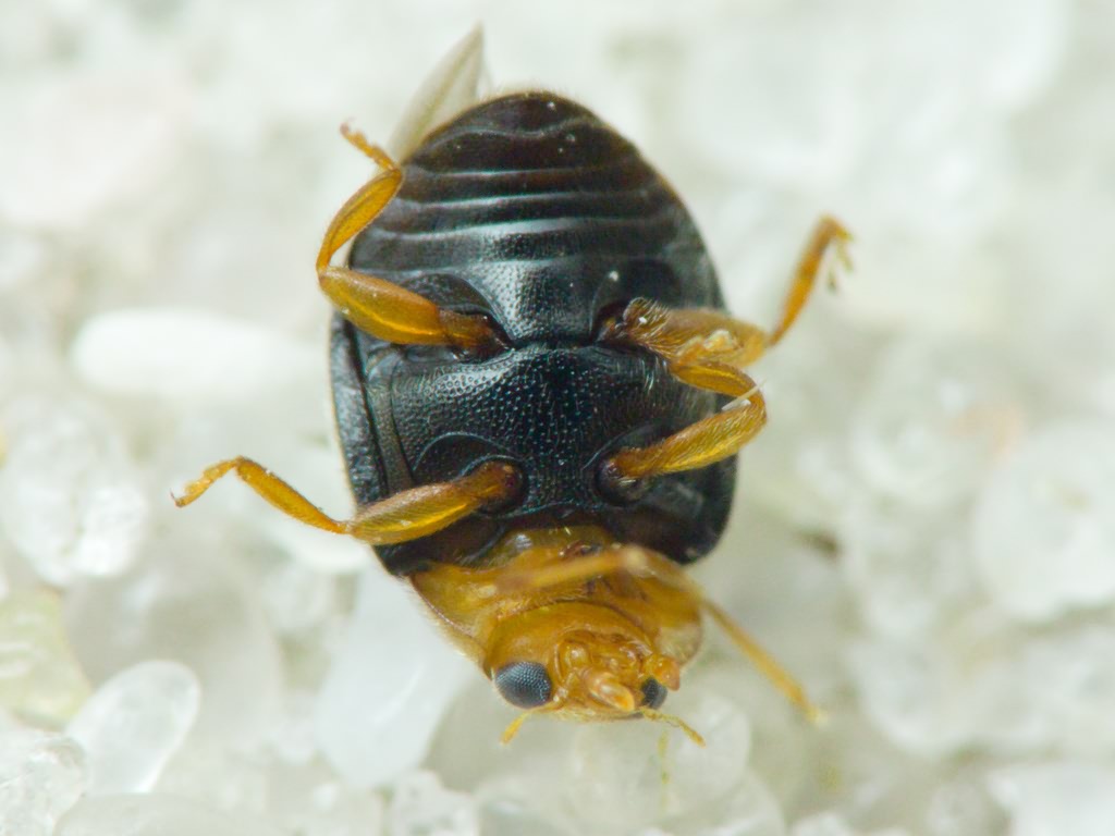 Scymnus rubromaculatus (Goeze, 1778)